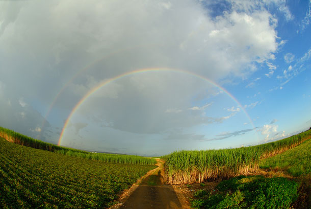 虹とさとうきび畑の写真