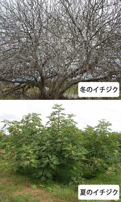 イチジクの木（冬のイチジク、夏のイチジク）